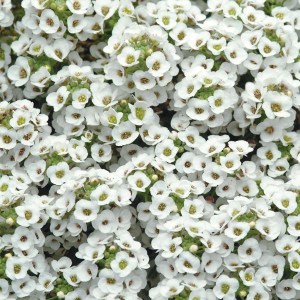 alyssum-clear-crystal-white[1]