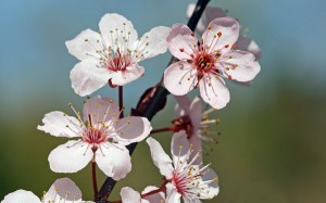 Cherry-Blossom-sprig1[1]