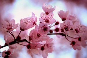Cherry_Blossom[1]