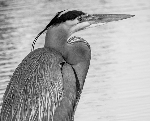 Great-Blue-Heron-1[1]