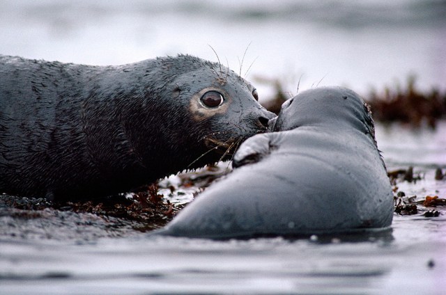 arctic-exxon-seal_natgeo-1066[1]