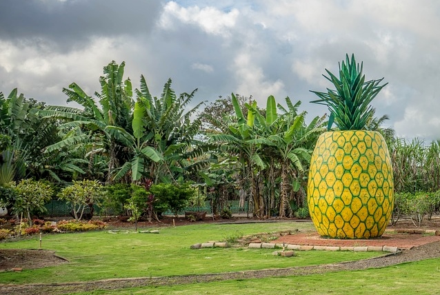 pineapple-decoration-1037911_960_720[1]