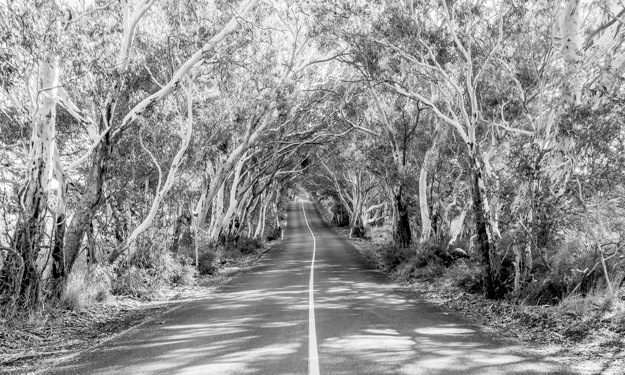 Jacobs-Creek-Barossa-Valley-South-Australia-228[1]