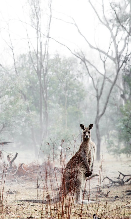 Lean+Timms+Canberra+Fog+(15+of+21)[1]