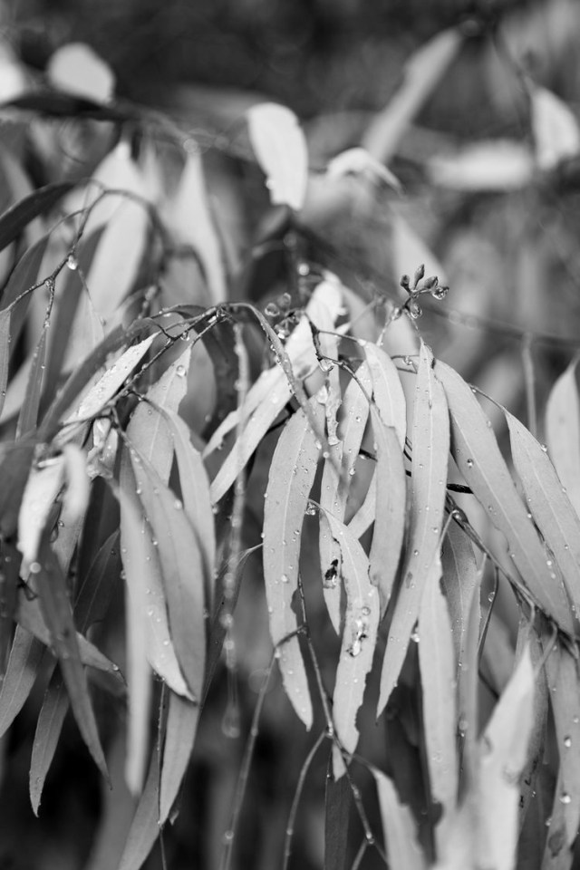 Lean+Timms+Canberra+Fog+(21+of+21)[1]