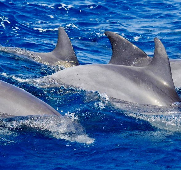 3_Port_Stephens_Dolphins_1000px_lg[1]