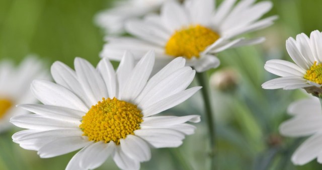 1280-161725811-field-of-daisy-flowers[1]